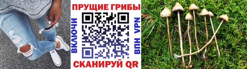 Галлюциногенные грибы прущие грибы мега ссылки Бердск